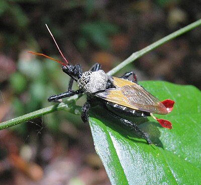 A big bee-like creature (about twice the size of a normal bee) in Parque Nacional Corcovado, Costa Rica