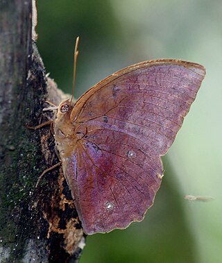 <i>Discophora</i> (butterfly) Genus of brush-footed butterflies