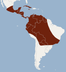 Distribution of Eumops glaucinus.png