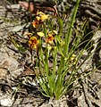 Diuris palustris