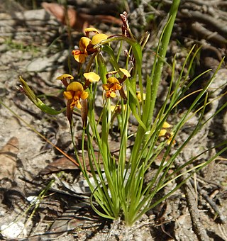 <i>Diuris palustris</i> Species of orchid