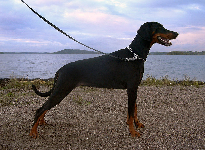 Dobermann standing.jpg