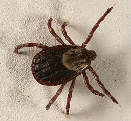 Dog tick 5148