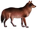 Hundar, schakaler, vargar och rävar (Plåt III) C. l.  ibericus mod.jpg