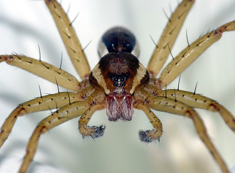 File:Dolomedes fimbriatus 1.jpg