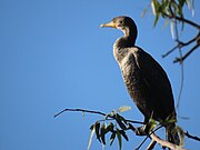 Double-crested cormorant