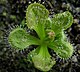 Drosera whittakeri Darwiniana.jpg