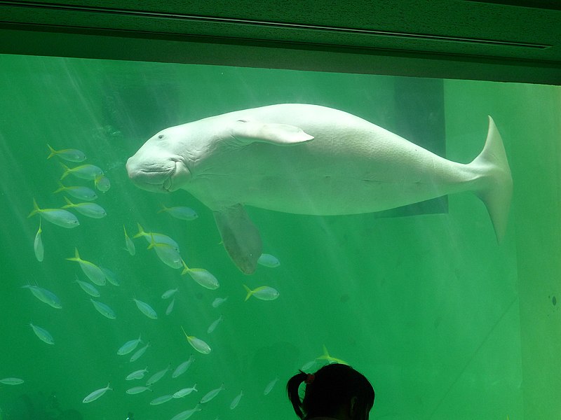 File:Dugong dugon, Toba Aquarium.jpg