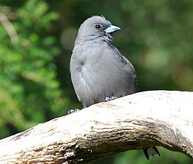 Сумеречный артам (Artamus cyanopterus)