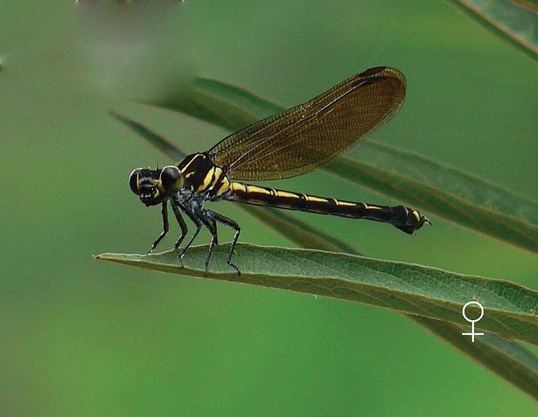 File:Dysphaea ethela by Manoj V Nair.jpg