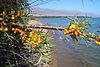 On the Issyk Kul's shore near Kosh Köl