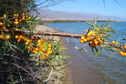 On the Issyk Kul's shore near Kosh Köl