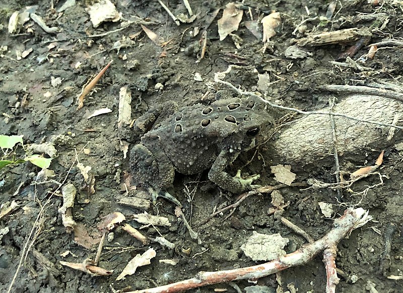 File:EasternAmericanToad DarienLakesStatePark 2020-06-16.jpg