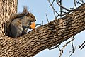 * Nomination An Eastern Gray Squirrel in Chicago. --Jovianeye 21:13, 14 February 2011 (UTC) * Promotion Wha? Who gave the squirrel a chicken nugget? IdLoveOne 23:53, 14 February 2011 (UTC)