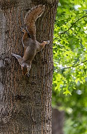 Eastern gray squirrel (Sciurus carolinensis) on a tree, Boston Common, Boston, Massachusetts, US