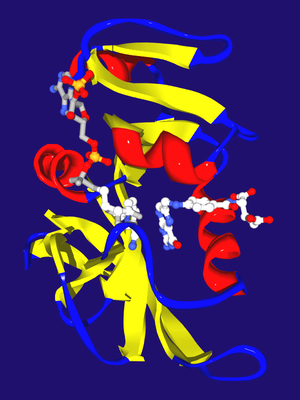 Dihydrofolate reductase from E. coli with its two substrates dihydrofolate (right) and NADPH (left), bound in the active site. The protein is shown as a ribbon diagram, with alpha helices in red, beta sheathes in yellow and loops in blue. (PDB: 7DFR ) EcDHFR raytraced.png