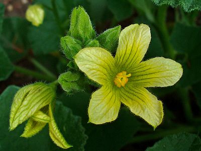 Ecballium elaterium Flower