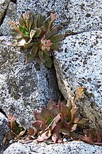 Dudleya cymosa