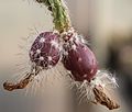 Echinocereus waldeisii