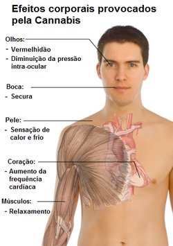 Maconha pode viciar, mas depende de alguns fatores; veja sinais da