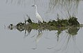 Egretta garzetta