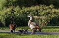 Image 958Egyptian geese (Alopochen aegyptiaca) couple with goslings, Calouste Gulbenkian Garden, Lisbon, Portugal