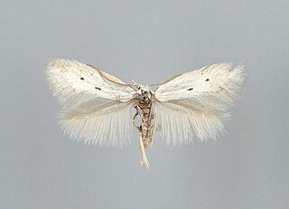 <i>Elachista triatomea</i> Species of moth