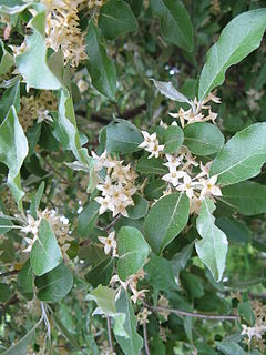 <i>Elaeagnus umbellata</i> Species of flowering plant