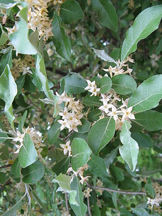 Fortune Salaire Mensuel de Elaeagnus Umbellata Combien gagne t il d argent ? 1 000,00 euros mensuels