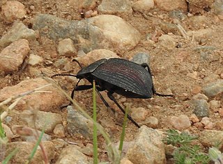 <i>Eleodes suturalis</i> Species of beetle