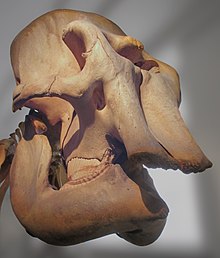 The skull of Indian elephant at the Goteborgs Naturhistoriska Museum, Goteborg, Vastra Gotaland County, Sweden Elephas maximus indicus (skull) at Goteborgs Naturhistoriska Museum 2368.jpg