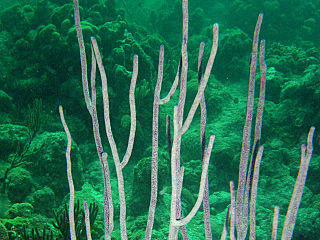 Ellisellidae Family of corals