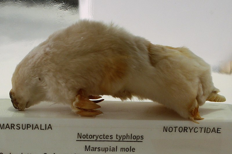 File:Em - Notoryctes typhlops - 1.jpg