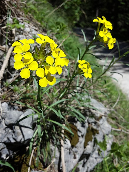 File:Erysimum sylvestre (s. str.) sl4.jpg