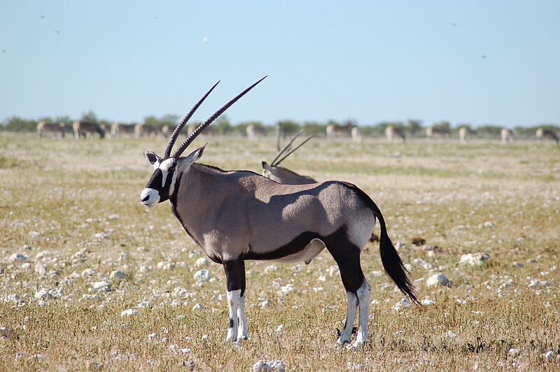 File:Etosha National Park, Namibia (3029417811).jpg