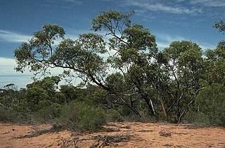 <i>Eucalyptus yumbarrana</i> Species of plant