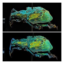 Two photographs (taken at the Essig Museum of Entomology, U.C. Berkeley) of the same Eupholus weevil exhibit the unique expression of structural color. Eupholus weevil, from two slightly different angles.jpg