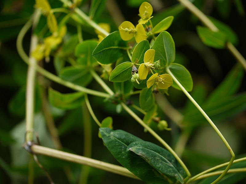File:Euphorbia cornigera (7789191496).jpg
