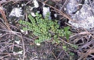 <i>Euphorbia deltoidea</i>