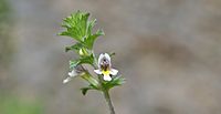 Euphrasia nemorosa