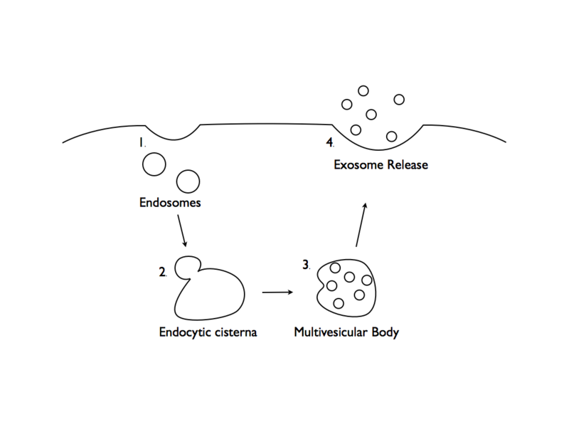 File:Exosome Formation.png