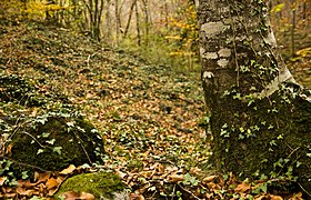 Unterholz in der Fageda d’en Jordà