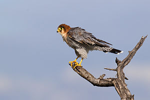 Ruĝkapa falko, Falco chicquera ruficollis (Etosha, Namibio)