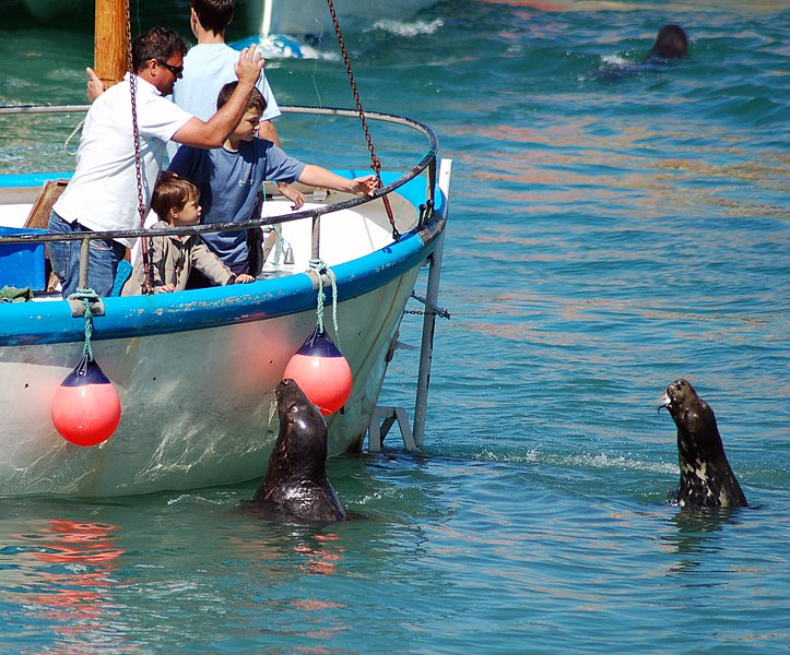 File:Feeding a Grey Seal in Newquay.jpg