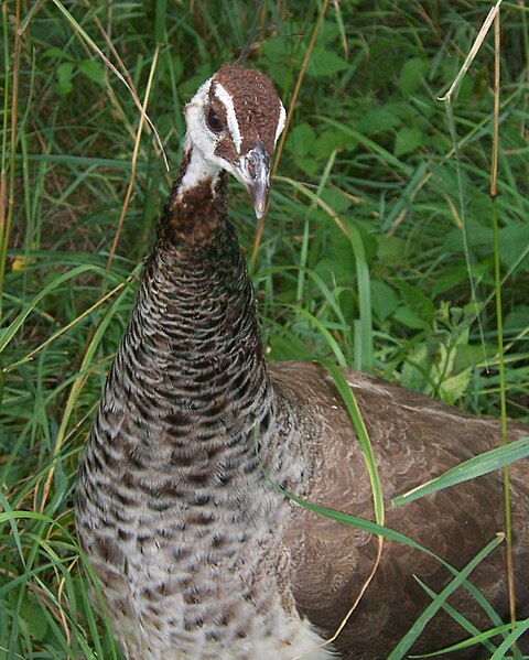 Peahen