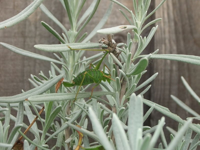 File:Female speckled bush-cricket (Leptophyes punctatissima) eating lavender, Sandy, Bedfordshire (6161746435).jpg