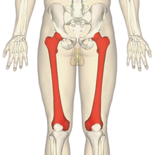 Femur - anterior view3.png