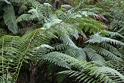 Ferns on national botanical gardens rainforest tour.jpg