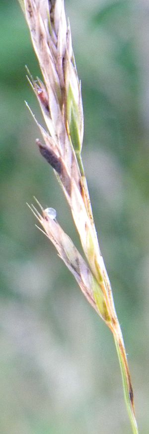 Thumbnail for File:Festuca rubra miellat.jpg