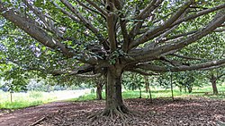 Ficus mysorensis.jpg